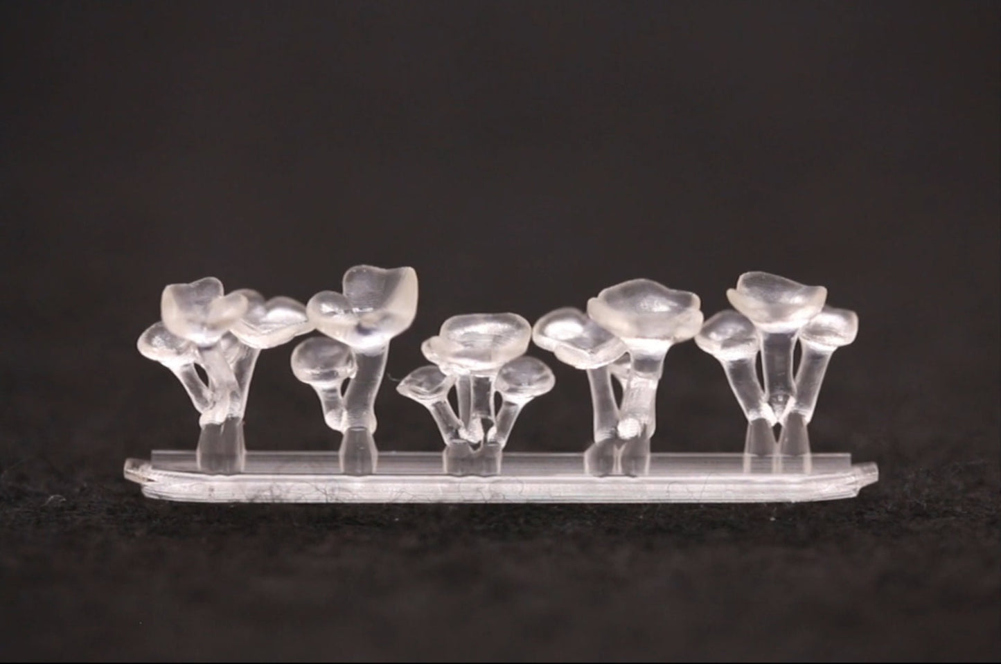 Oyster Mushrooms - DIY Dice Inclusions